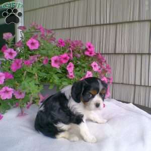 Duchess, Cavalier King Charles Spaniel Puppy